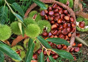 板栗冷庫(kù)保鮮貯藏方法、冷庫(kù)安裝冷庫(kù)設(shè)計(jì)