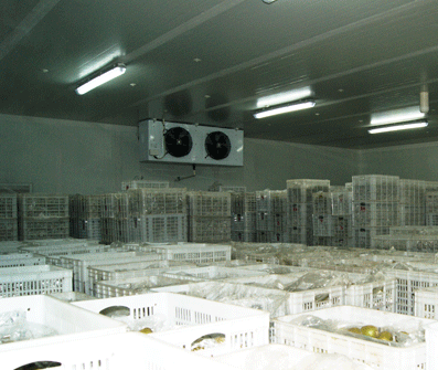 水果獼猴桃氣調(diào)庫(kù)工程設(shè)計(jì)冷庫(kù)安裝建造