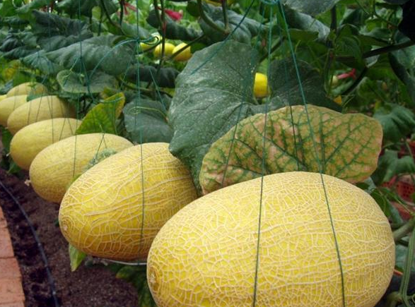 設(shè)計(jì)一個(gè)500噸哈密瓜保鮮庫(kù)要求，哈密瓜冷庫(kù)建造費(fèi)用